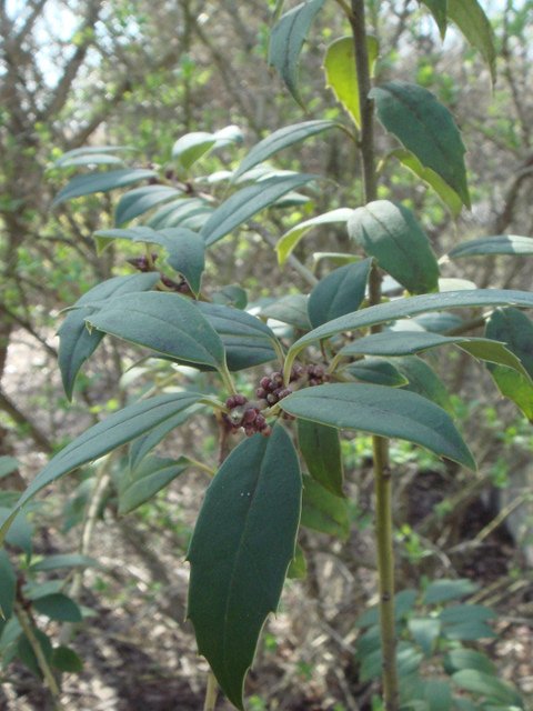 Ilex ciliospinosa feuille P1C